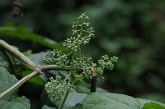 Aristeguietia lamiifolia