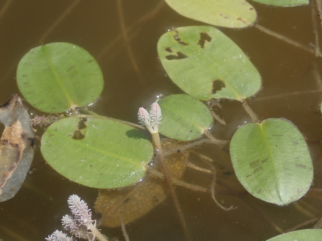 Aponogeton cordatus