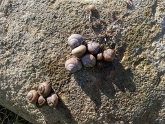 Xerarionta intercisa