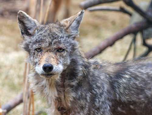 Coyote photographed in Illinois