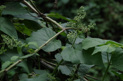 Aristeguietia lamiifolia
