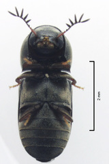 Deroptilinus granicollis