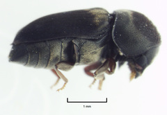 Deroptilinus granicollis