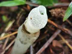 Staheliomyces cinctus