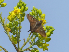 Ectomis octomaculata