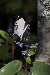 Protogoniomorpha duprei