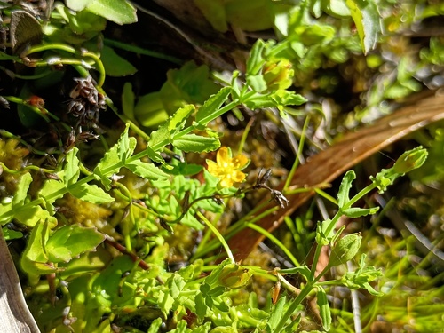 Japanese St. Johns wort (Hypericum japonicum)