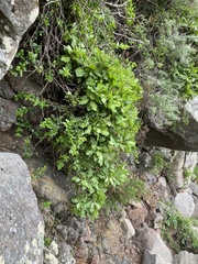 Munzothamnus blairii