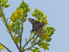 Ectomis octomaculata