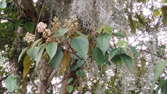 Miconia caudata