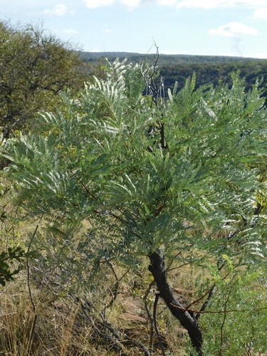Broadpod Elephantroot (Entada burkei)