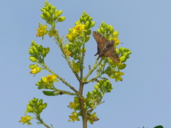Ectomis octomaculata