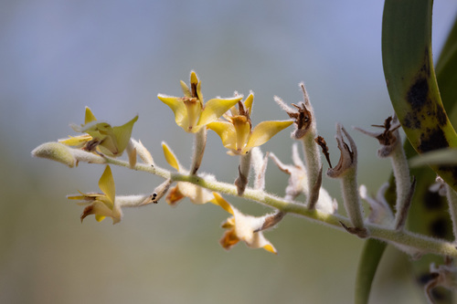 Dendrolirium lasiopetalum, 2026-01-16
