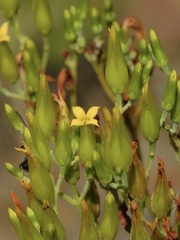Kalanchoe sexangularis