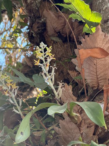 Dendrolirium lasiopetalum, 2026-01-16