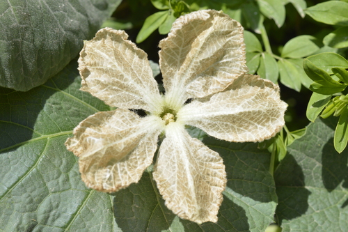 Calabash (Lagenaria siceraria)