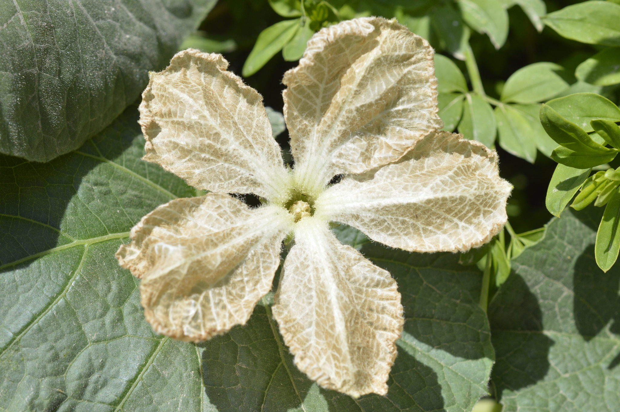Calabash (Lagenaria siceraria)