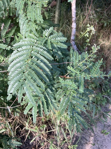 Weeping wattle