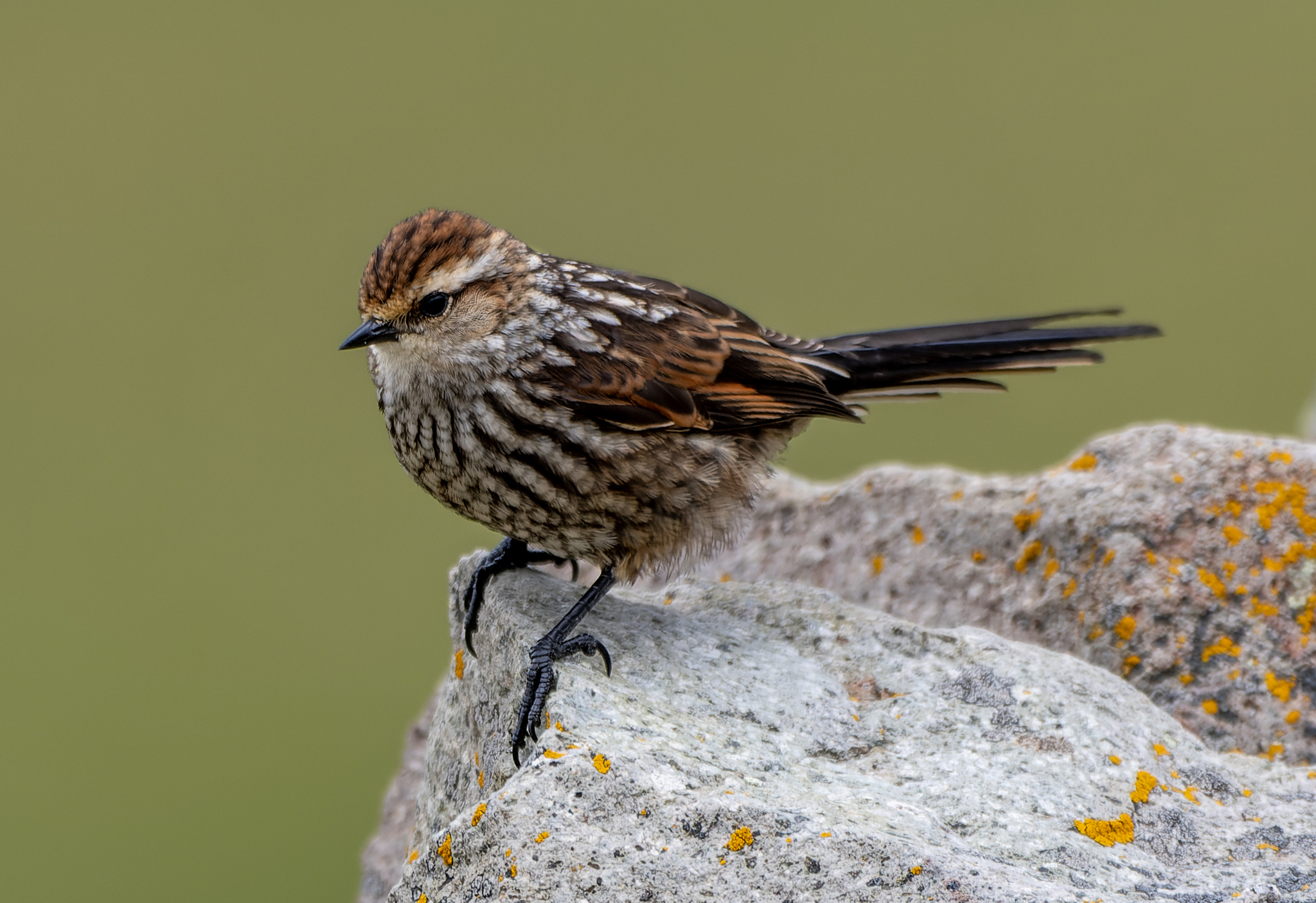 Andean Tit-Spinetail (Leptasthenura andicola), photo 1