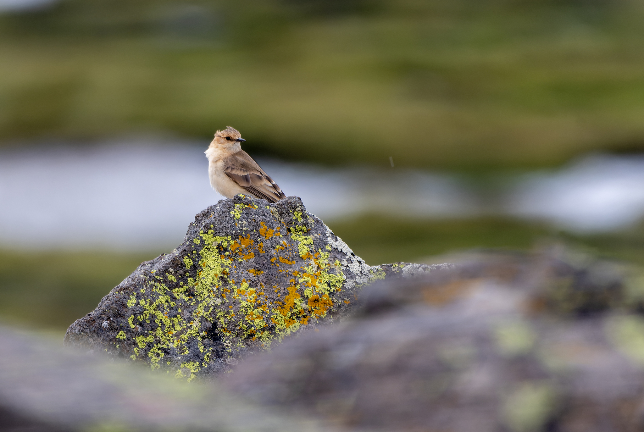 Dark-winged Miner (Geositta saxicolina), photo 2