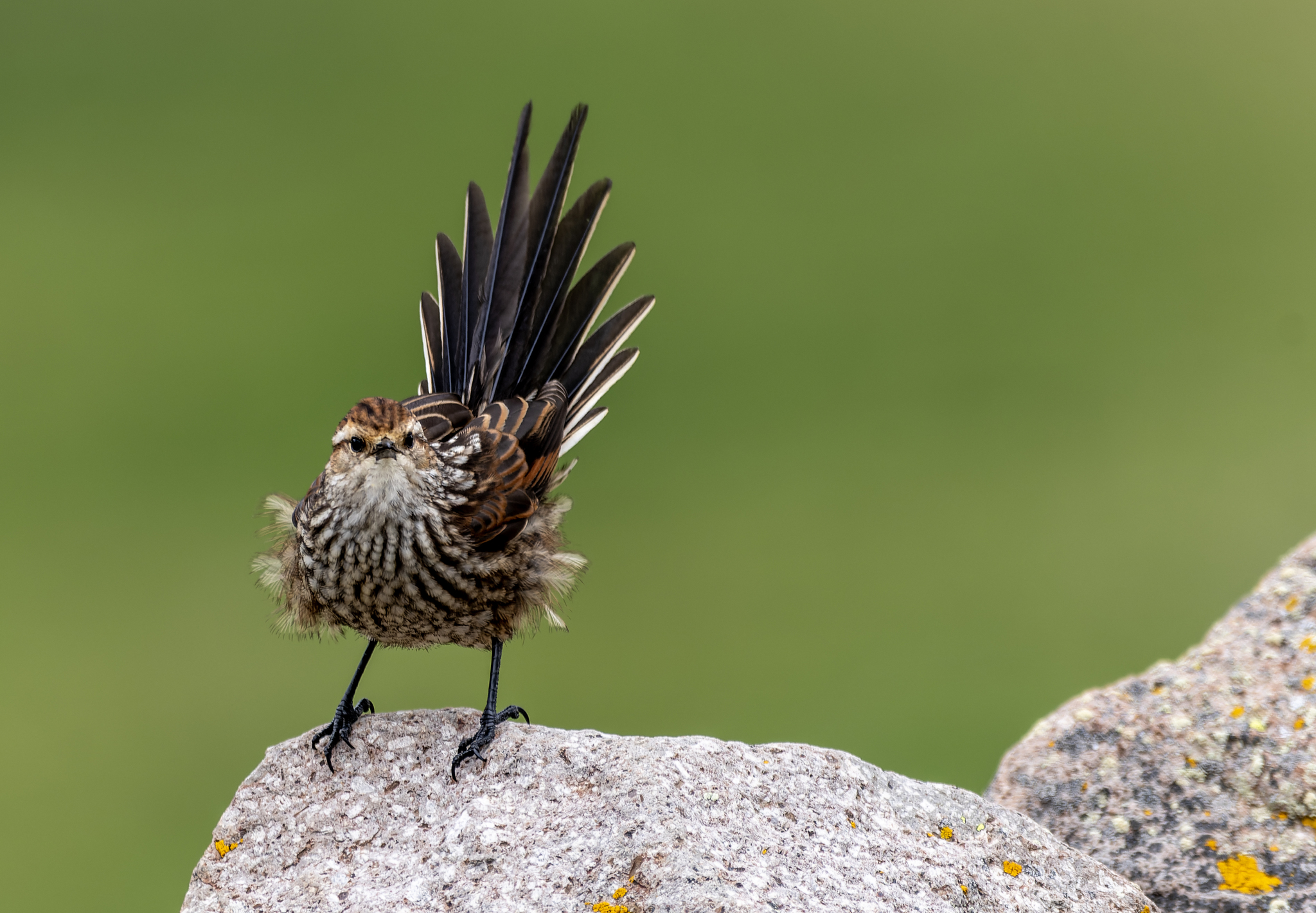Andean Tit-Spinetail (Leptasthenura andicola), photo 2