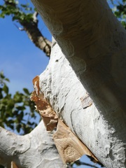 Albizia tanganyicensis, photograph (c) Rebecca Ryen-Stols, some rights reserved (CC BY-SA)