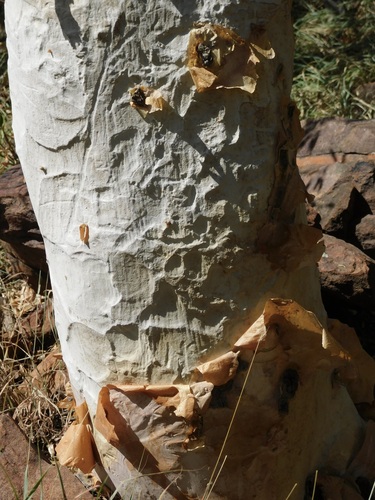 Albizia tanganyicensis, photograph 5