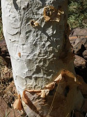 Albizia tanganyicensis, photograph (c) Rebecca Ryen-Stols, some rights reserved (CC BY-SA)