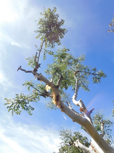 Papierbasvalsdoring (Albizia tanganyicensis)