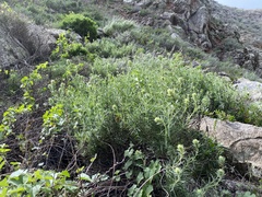 Castilleja grisea