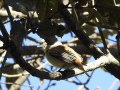 Pachyramphus major
