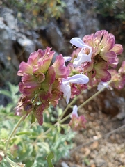 Salvia pomifera