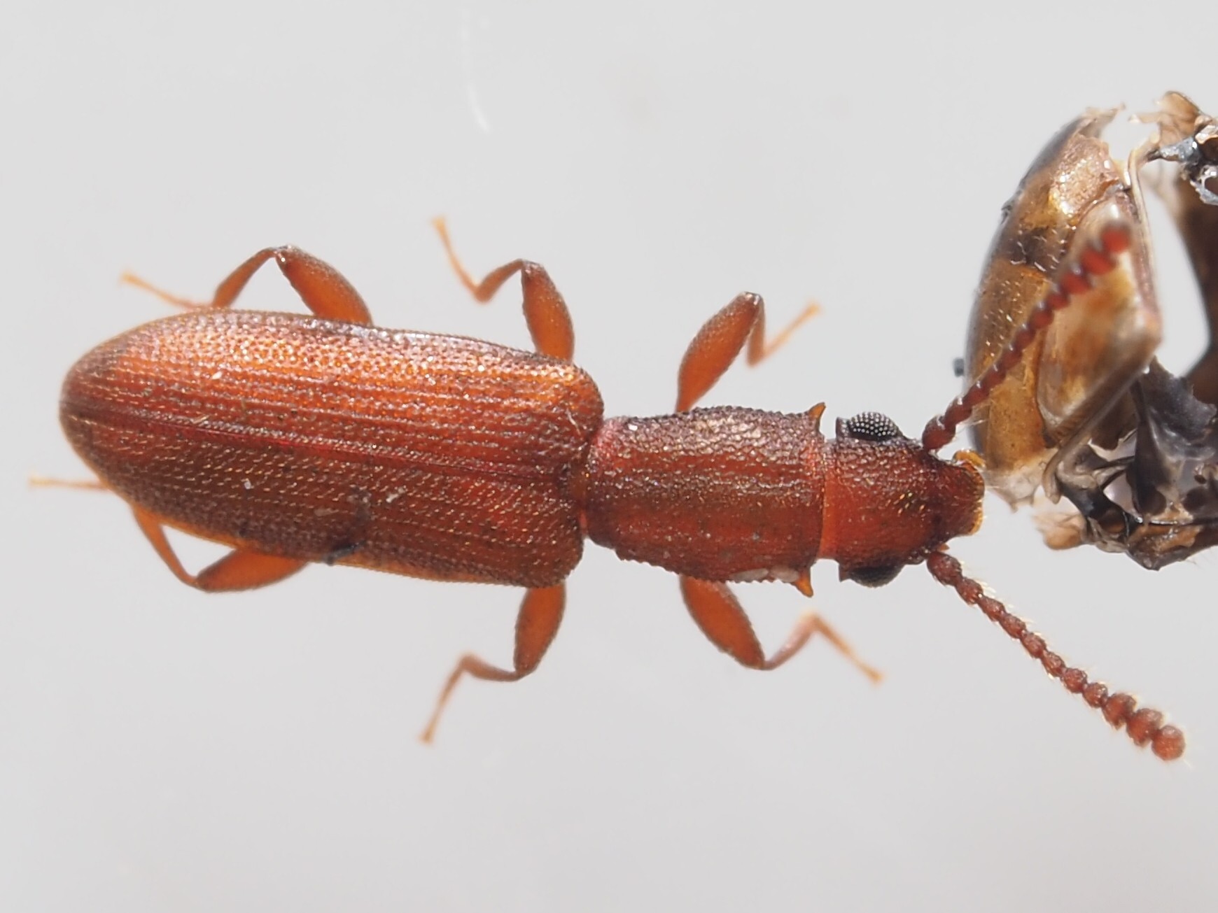 Pityogenes bidentatus