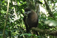 Cercopithecus ascanius schmidti