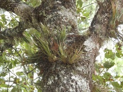 Tillandsia seleriana