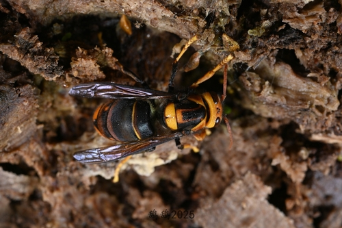 Yellow-legged Hornet
