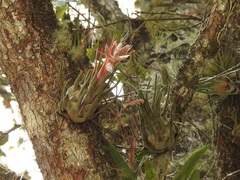 Tillandsia seleriana