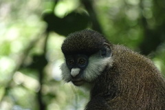 Cercopithecus ascanius schmidti