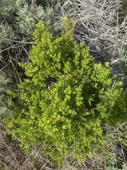Galium catalinense acrispum
