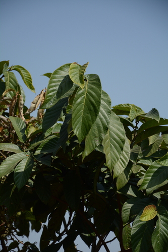 Ficus semicordata, photograph 5