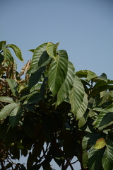 Ficus semicordata, photograph (c) Siddarth Machado, some rights reserved (CC BY)