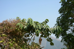 Ficus semicordata, photograph (c) Siddarth Machado, some rights reserved (CC BY)