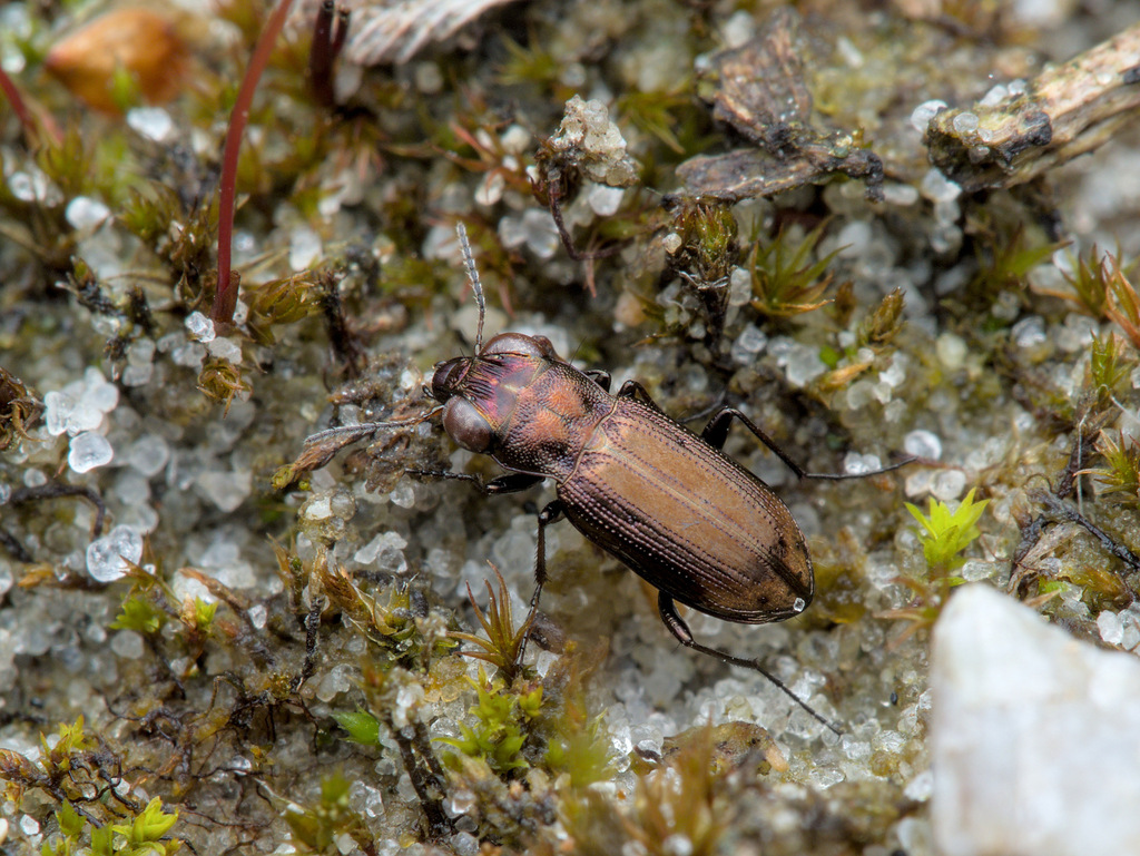 Notiophilus substriatus