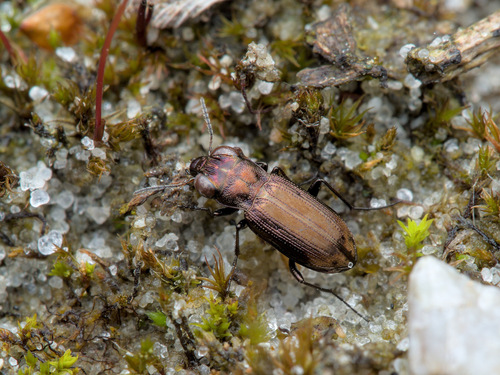 Notiophilus substriatus