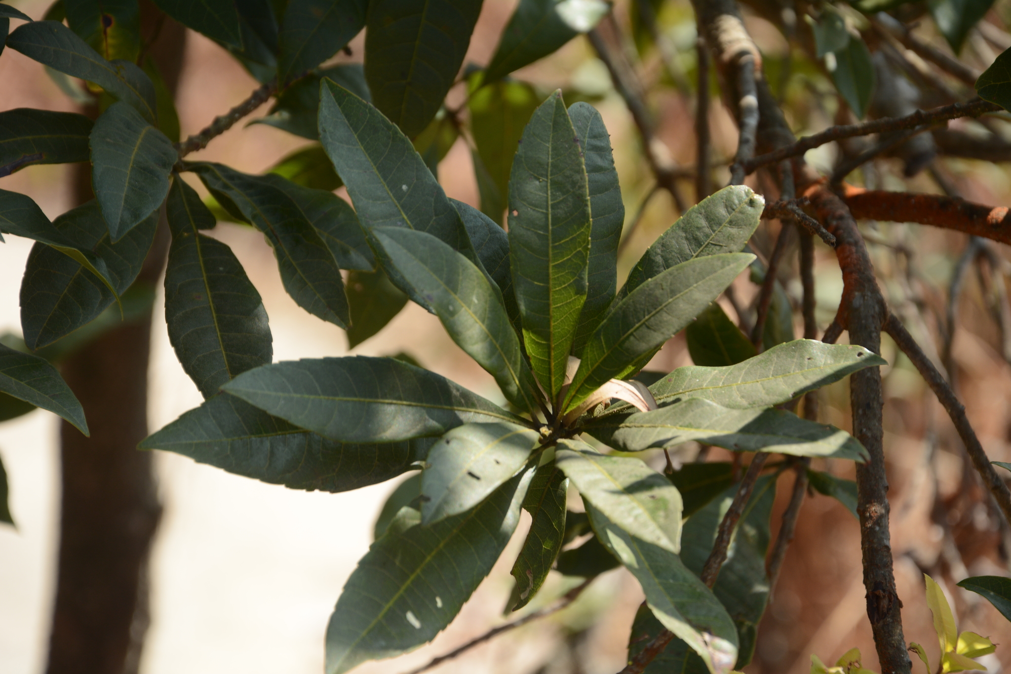 Morella esculenta