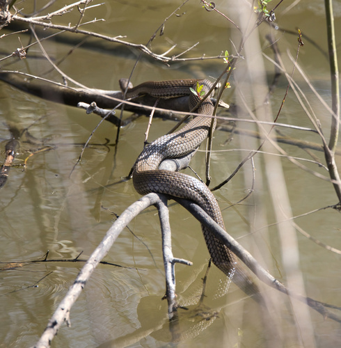 Graham's Crawfish Snake