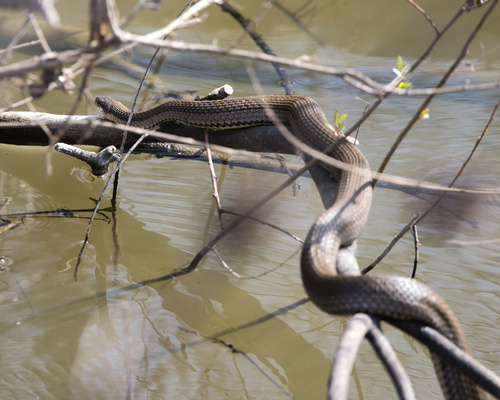Graham's Crawfish Snake