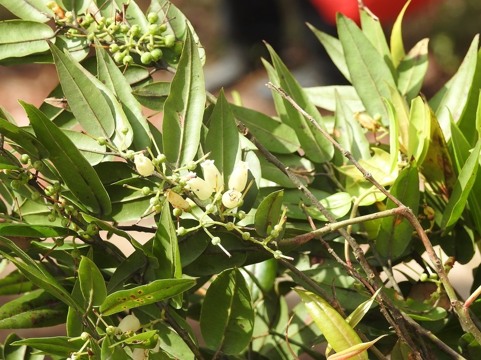 Agarista mexicana