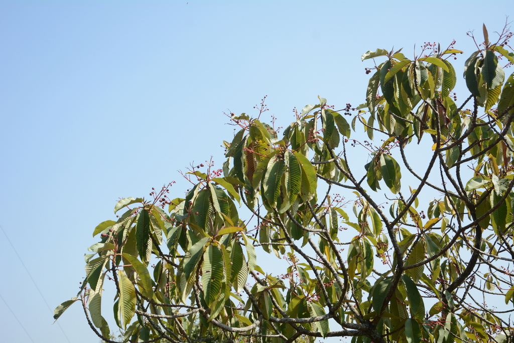 Saurauia napaulensis; photograph (c) Siddarth Machado, some rights reserved (CC BY)