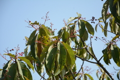 Saurauia napaulensis, photograph (c) Siddarth Machado, some rights reserved (CC BY)